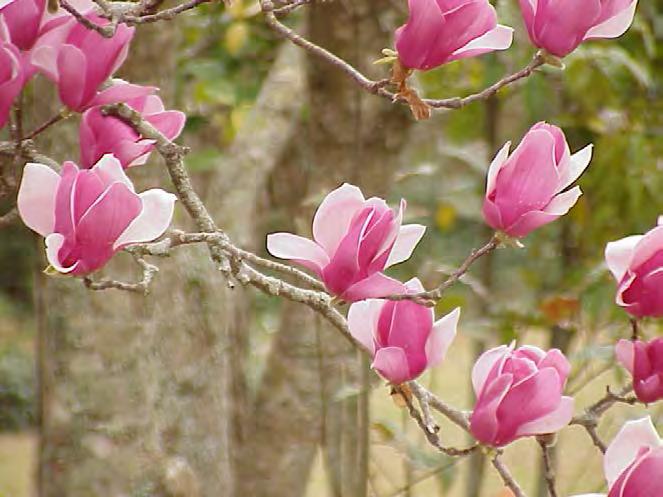 GENERAL RULES FOR FLOWERING PLANTS Plants that flower before May (spring flowering) should be pruned after flowering. They form buds in the fall.