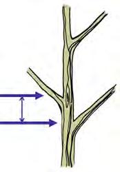 TRAINING YOUNG SHADE TREES Minimum Spacing for Scaffold Branches Mature Tree Height Minimum Scaffold Branch