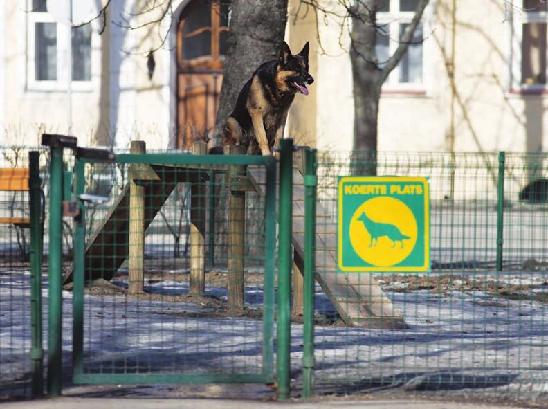 18 LEMMIKLOOMAD Olulisimaks saavutuseks 2010. aastal oli märtsis Tallinna Linnavalitsuses vastu võetud Tallinna linna koerteregistri põhimääruse uus redaktsioon.