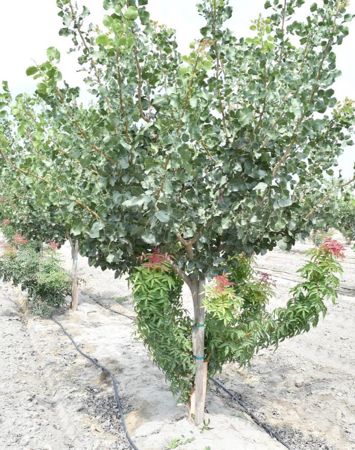 2011 PBTS orchard: Vigorous scion No
