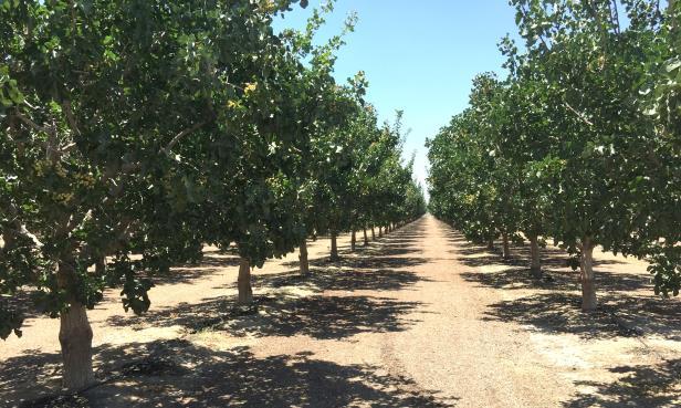 Orchards prior to 2011: testing for Rhodococcus spp.
