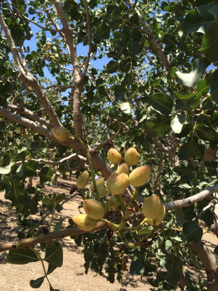 Nut drop orchard: testing for Rhodococcus spp.
