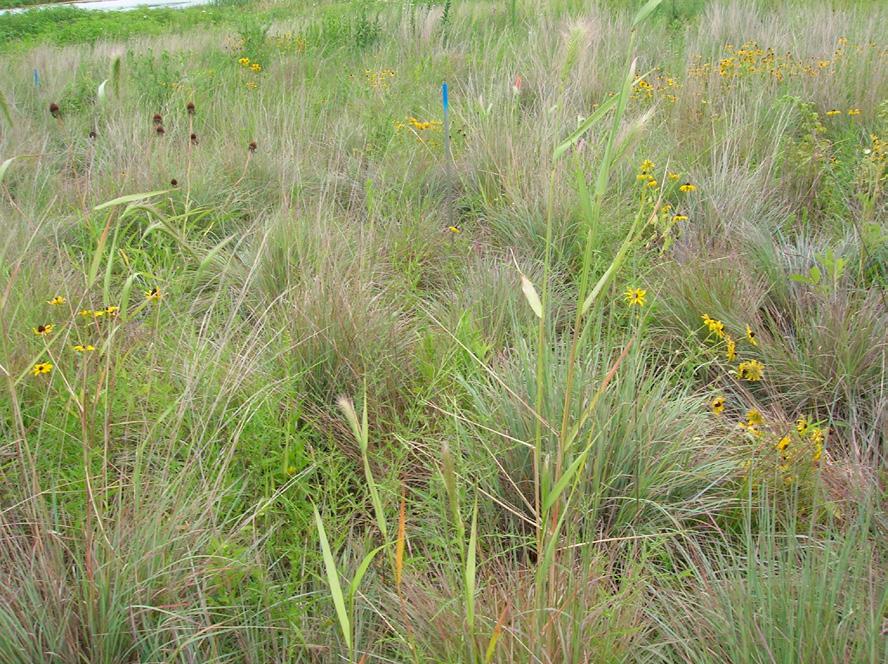 How do nutrients change flowering in prairies?