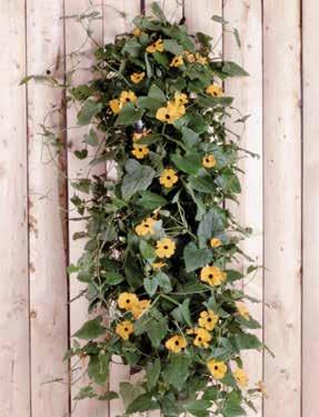 Our saddlebag kits straddle a porch, deck, or balcony railing to create a hanging bloom display on both sides.