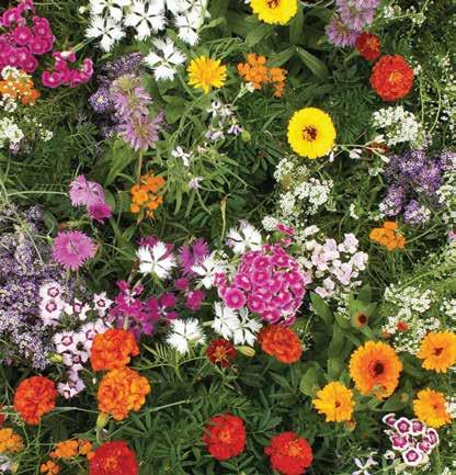 with this special mix of annuals and perennials.