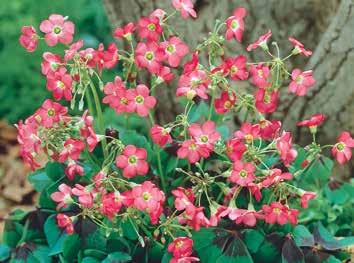 35 mixed Oxalis, 15 Anemone blanda, 10 mixed Freesia, and 20 mixed Ixia range in height from 3-24 tall, and bloom May through July in a lively range of pinks, reds, oranges,