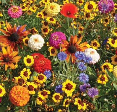 Enjoy teaching and watching them as they care for this select mixture of low maintenance, easy to grow garden flowers. Seed mat is 17 x 5 long. #WP44 1 FLOWER MAT $8.