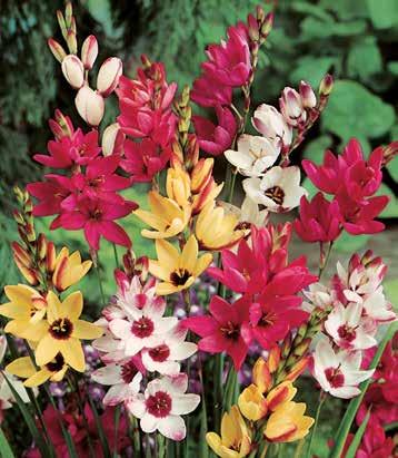 These hybrids bloom from March through June, opening sprays of elegant flowers on straw-like stems in gleaming shades of white, yellow, orange, pink, and red.