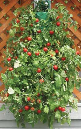 WP47 HANGING CHERRY TOMATO KIT (Juego Colgante de Tomatillos) No garden needed. Our complete kit turns any sunny wall or fence into a place to grow tomatoes!