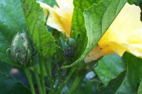 Did you know * Aphids come in a variety of colors, black, gold, green * Male or females can have babies * They can be