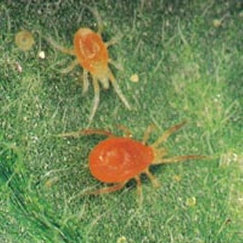 Spider mites are found on tomatoes, peppers, beans.