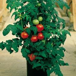 Most varieties with "bush" or "patio" in their name do well in containers and