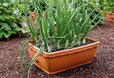 Size Matters 1 gallon container can grow a smaller vegetable, but