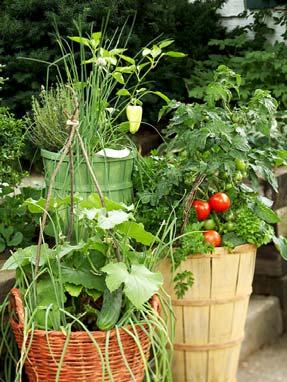 grow along the railing of your deck 5-10-15 gallon container,