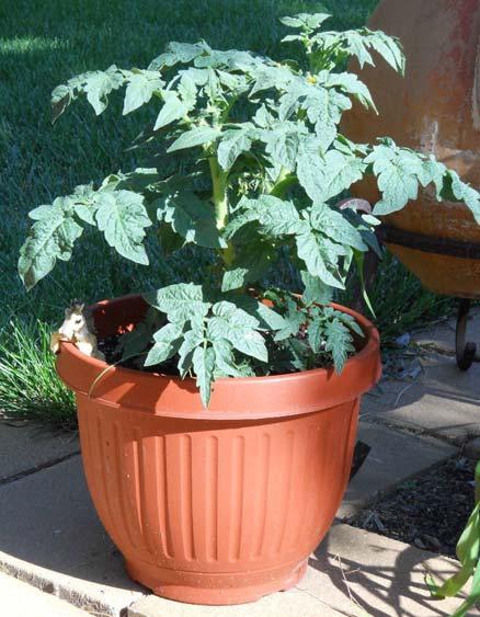 With a large enough container you can grow anything!