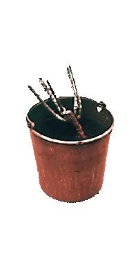 After soaking, trim off any damaged or diseased roots.