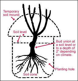 Planting Bare-root Make a cone-shaped mound of soil in the center of the hole to support the plant. Spread the roots of the plant over the cone. Fill the hole about 2/3 full of soil and add water.