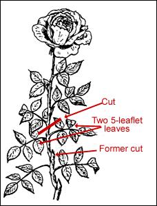 Care -- Deadheading For recurrent-blooming roses, remove faded flowers before they can develop seed. Cut the flower stem back to an outward-facing bud above a five-leaflet leaf.