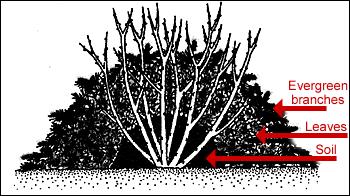 Care Winter Protection Plant cold hardy varieties. Protect against 10 F: Mound soil over the center of the plant.