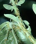 Aphids Aphids feed on young succulent shoots, causing