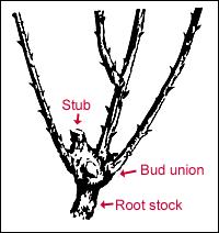 Budded versus Own-root