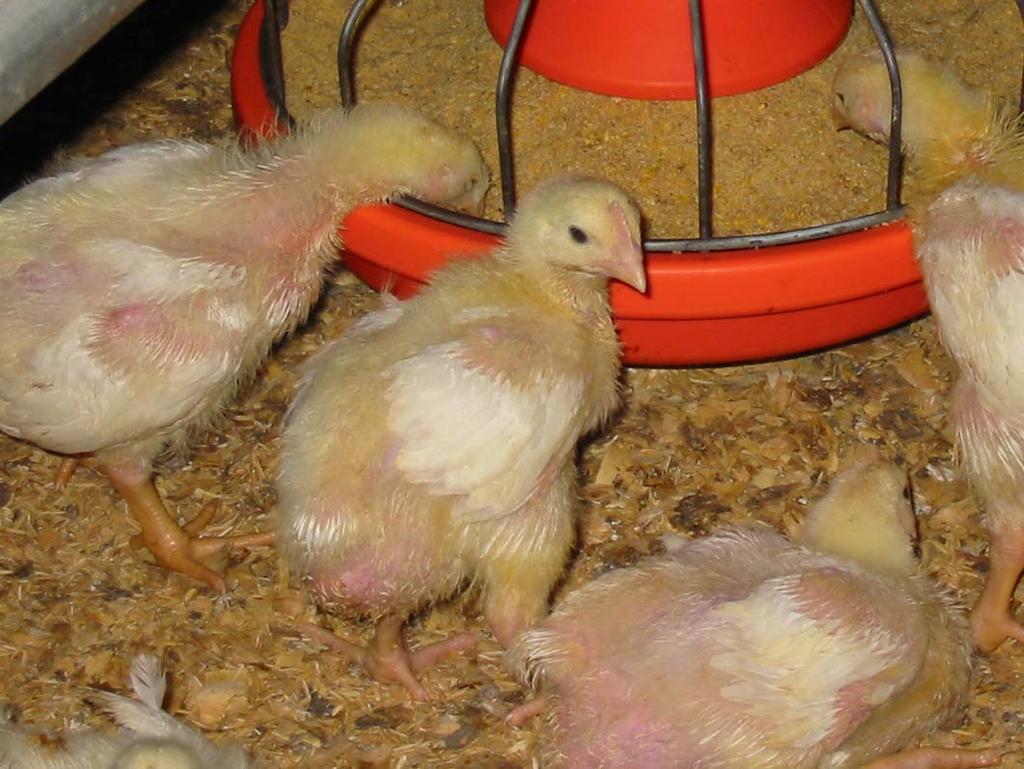 What is the Importance of Minimum Ventilation in Chicks?