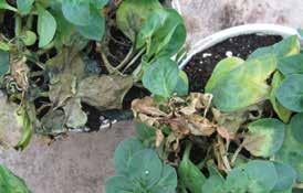 . Sclerotinia rapidly infects petunias that are spaced too closely.