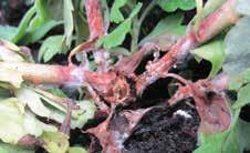 Sclerotium rolfsii Symptoms: white growth in dying crowns, occasionally leaf spot and petal spot Occurrence: