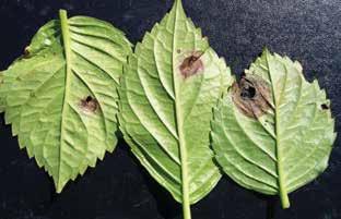 Xanthomonas causes a systemic leaf spot on many aroids like Aglaonema. 4.