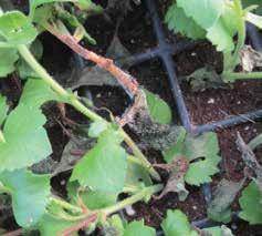 06/07 Disease Control Guide 06/07 Disease Control Guide. Botrytis stem rot on Bacopa cuttings.