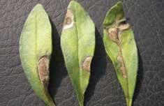 Botrytis can cause discrete leaf spots on calibrachoa.. Botrytis attacks flowers of geranium.