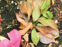 Heterosporium leaf spot on Dianthus spp. with reddish-purple discoloration.