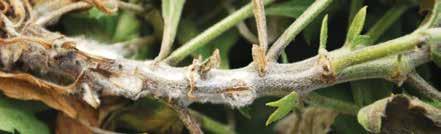 . Corynespora leaf spot on salvia often found in propagation.
