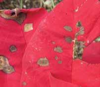 dracaena, cordyline, cyclamen, bulb crops, mandevilla, cacti and succulents Leaf spots Pathogens: