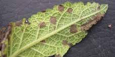 Symptoms: discrete spots anywhere on leaf, often with a yellow or red margin and occasionally