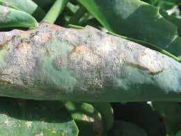 Phytophthora Powdery mildew Pathogens: Phytophthora parasitica (sometimes called P. nicotianae) P. drechsleri, P.