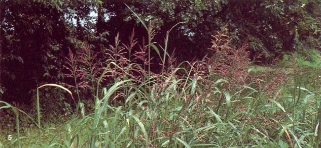 5. Panicle seed heads. Flowers appear in late July. They are loosely arranged, hairy, purple, and form a pyramid 6 to 20 inches (15 to 50 cm) long. The principal means of dissemination is by seed.
