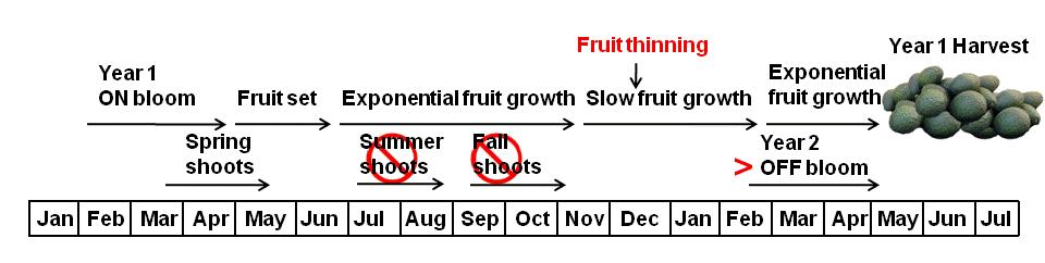 Thinning the ON crop in fall will reduce the number of summer vegetative shoots that develop and their contribution to return bloom and yield, but will preserve the growth of fall vegetative shoots