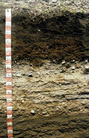 A fine textured subsoil normally occurs below medium textured surface soils where soils have developed in place for a long time. The finer texture is caused by the downward movement of clays.