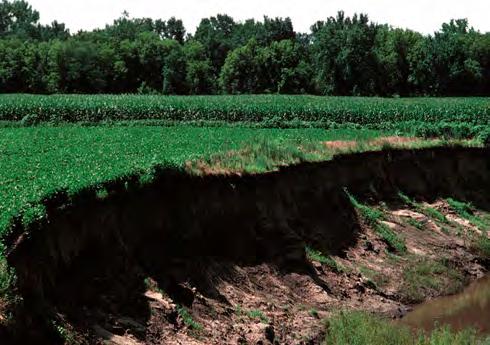 Erosion Courtesy of USDA NRCS