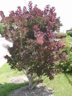 Crapemyrtle Silverberry