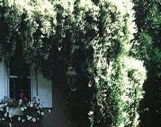 vine English ivy
