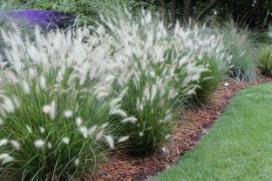 Low Water Use Plants Groundcovers Ornamental grasses Hardy