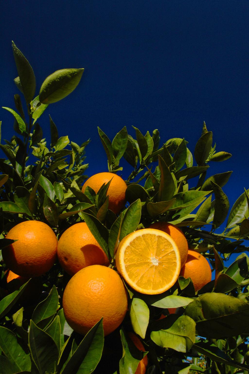 Central Florida Youth Citrus Tree Growing Contest UF/IFAS Polk County Extension