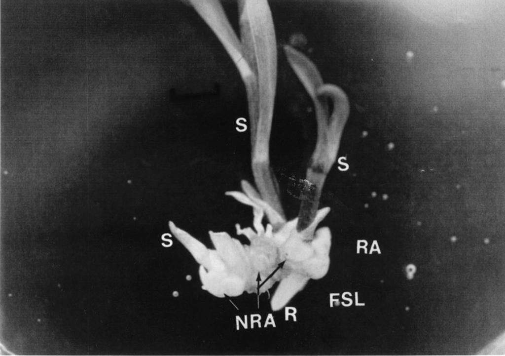 H.-S. Lin et al. / Scientia Horticulturae 85 (2000) 307±318 311 Fig. 1. Rhizome plant of Alstroemeria VV2406 micropropagated in vitro.
