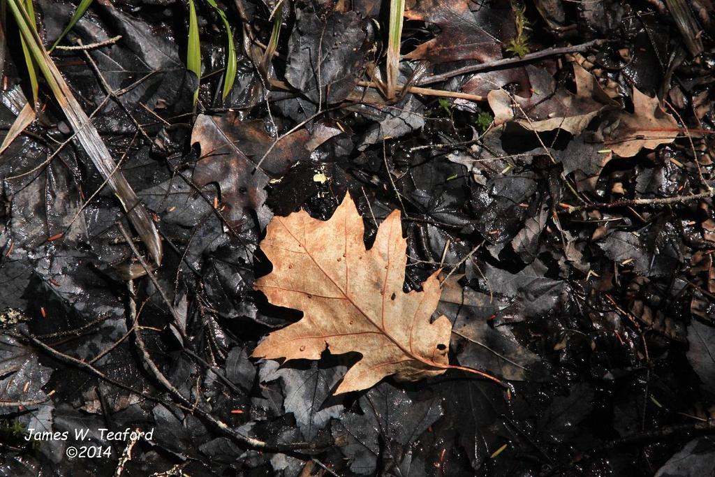 Hydrology: Water Stained Leaves http://wetlandnotes.