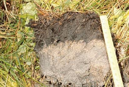 Soils: Gleyed Color or Low Matrix Chroma Grey