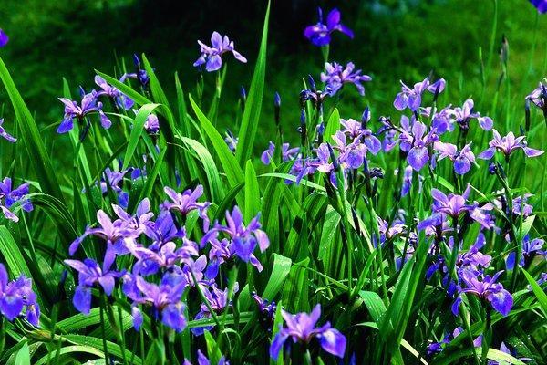 Blue Flag Iris Soft Rush https://nebula.