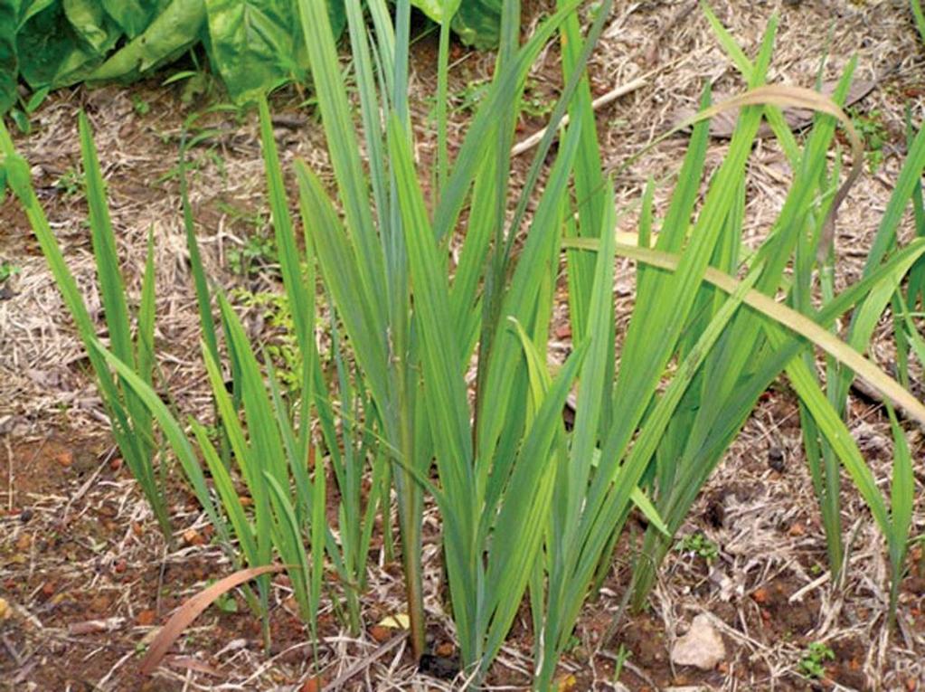 Sweet Flag Plant looks similar to cattails, but leaves smell sweet