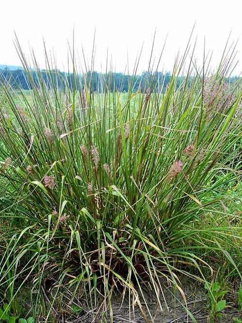 Redtop Panicgrass Woolgrass Turk s Cap Lily
